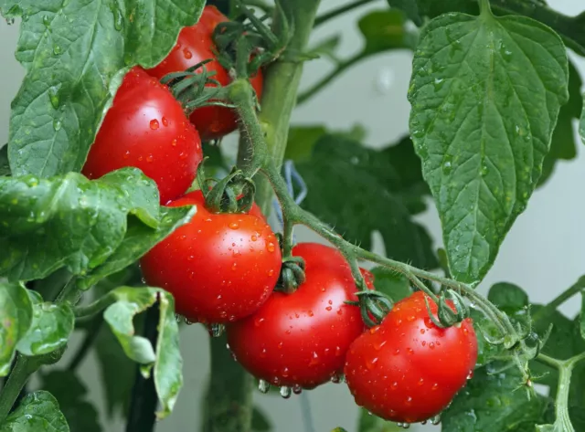 20 Samen Tomate Matina Tomatensamen  früheste Freilandtomate platzfeste Tomaten