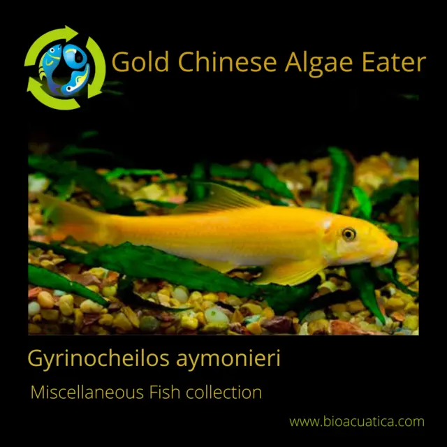 3 pack GOLD CHINESE ALGAE EATER 1.5" (Gyrinocheilos aymonieri)