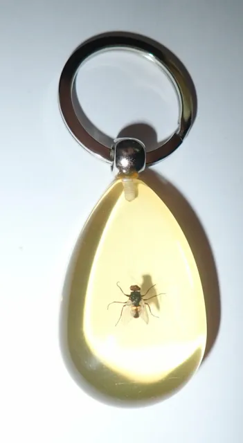 Insect Key Ring Blue Bottle Fly Calliphora vomitoria Specimen SK09 Amber Clear