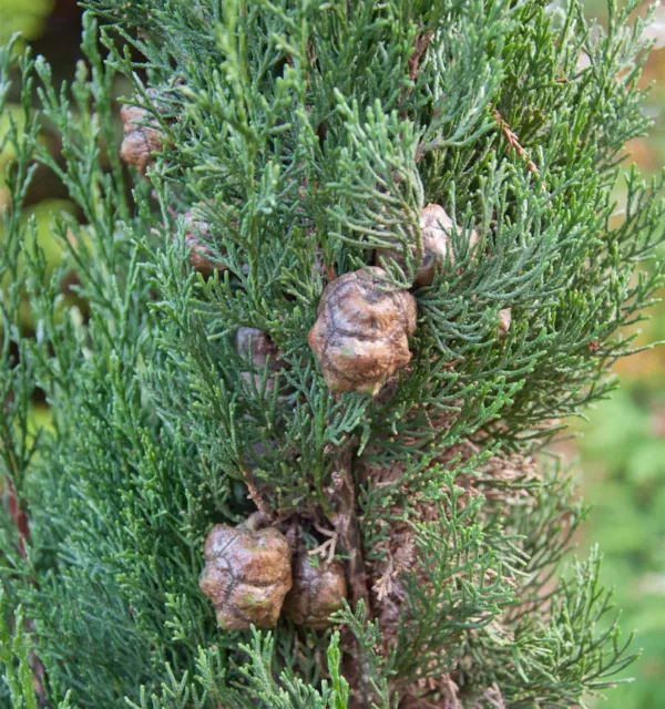 Italienische Zypresse Totem 40-50cm - Cupressus sempervirens