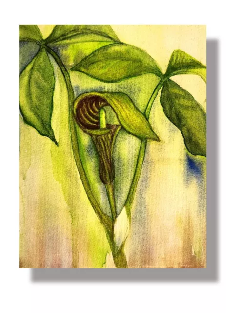 Jack-In-The-Pulpit Art Print on Canvas by Kathleen Wendt 8"x10" - Ready To Frame