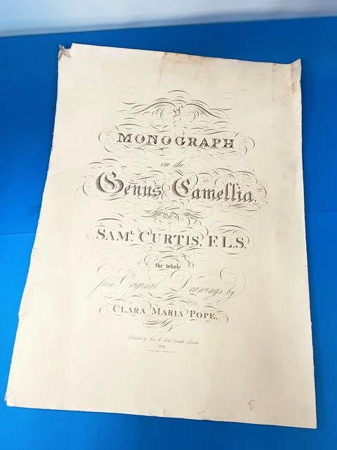 Monografia Sul Genere Camelia. Sam Curtis F.l.s. Clara Maria Papa. 1819