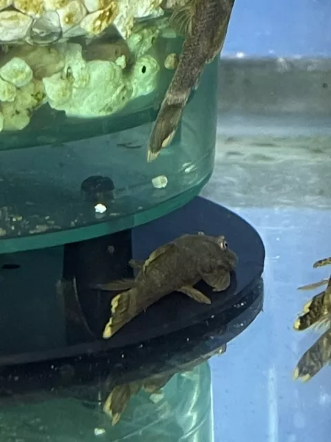Short Fin Green Dragon Bristlenose Pleco - 1-1.5" 3 Pack