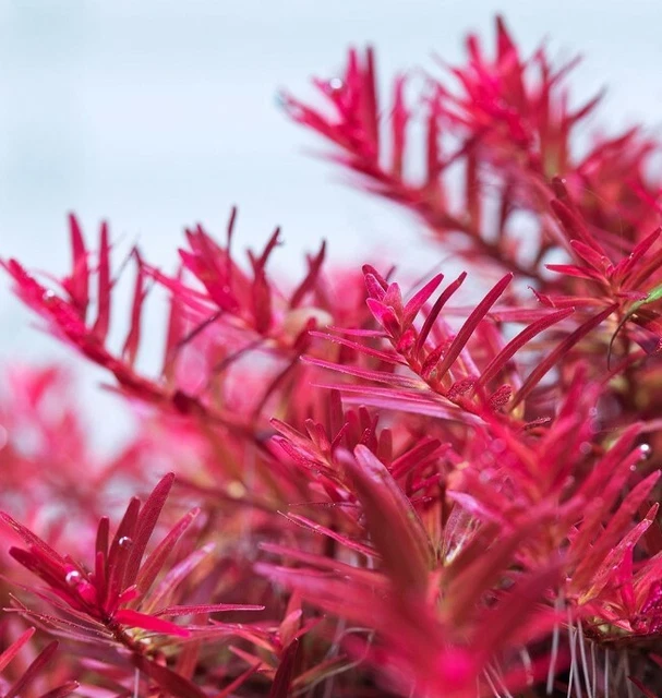 pianta piante per acquario dolce vive vere Rotala Vietnam H'RAH n. 6 talee rosse