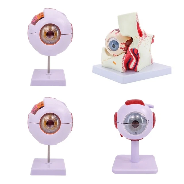 Science Eys Model EYEBALL ANATOMY MODEL Organs Teaching Human Eye Anatomy Model £45.97 ...