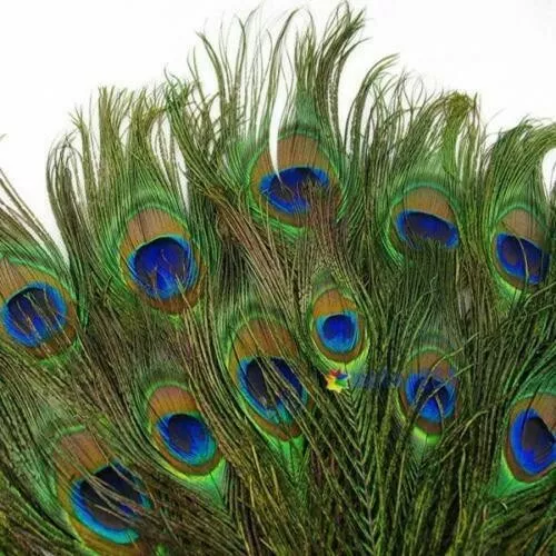 20pcs Real Natural Peacock Tail Eyes Feathers 9-12 Inches / about 23-30cm US