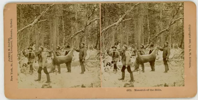 Caza ~ Venado de Cola Blanca Ciervo Buck Hombre Con / Escopetas & Perros En 1888
