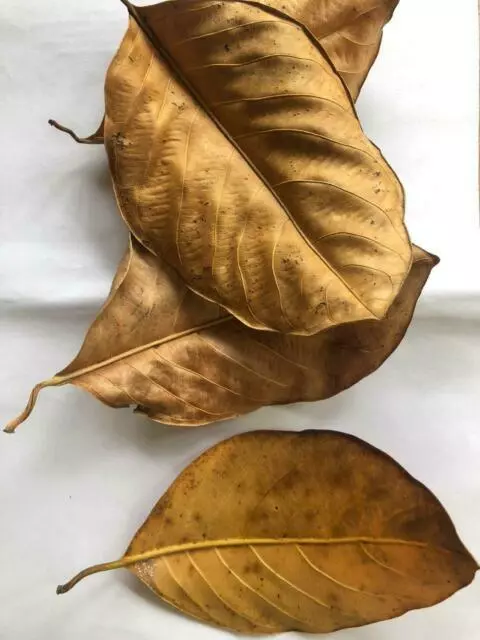 DRIED JACK FRUIT LEAVES 100 Pcs ORGANIC BIO FILM SHRIMP AQUARIUM NATURAL CEYLON