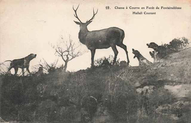 Foret de Fontainebleau Chasse a courre rendez-vous Hunting à