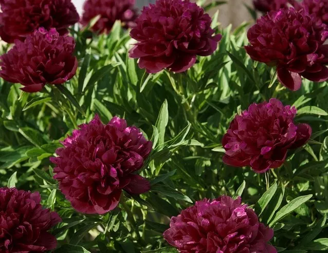 100 Pcs Beautiful  Black Peony Poppy  Flower Seeds-Annual Papaver poppy-FL172