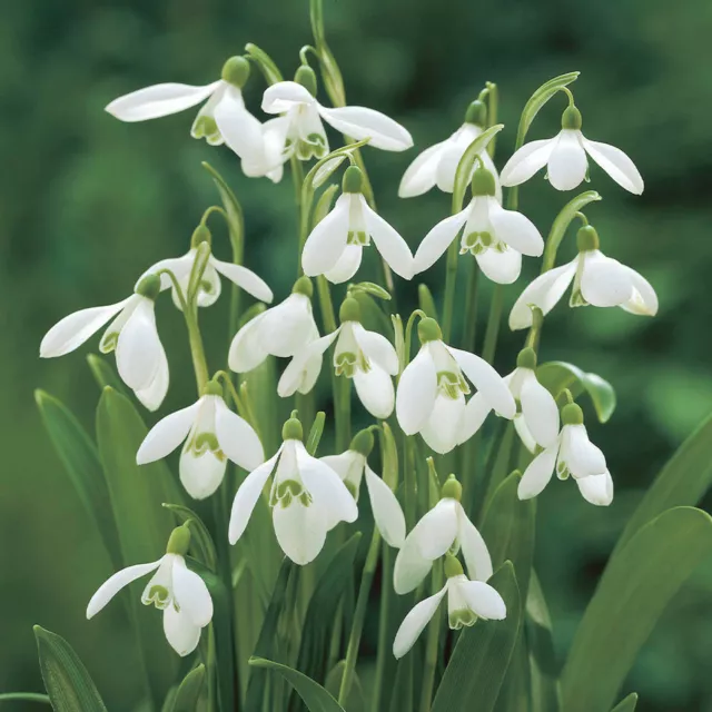 X 50 Organic Galanthus navalis snowdrop bulbs now ready to plant 🌱❤️