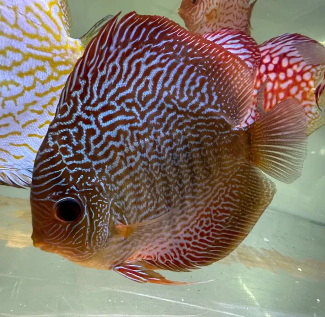 1 Juvenile Red Snakeskin Discus Live Tropical Aquarium Fish (Approx 2.5" Inches)