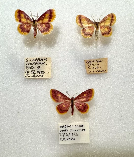 Three British specimens of the Purple-bordered Gold moth