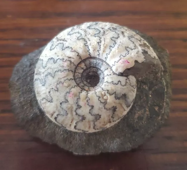 Craspedites Nodiger Jurassic  Ammonite  Fossil.