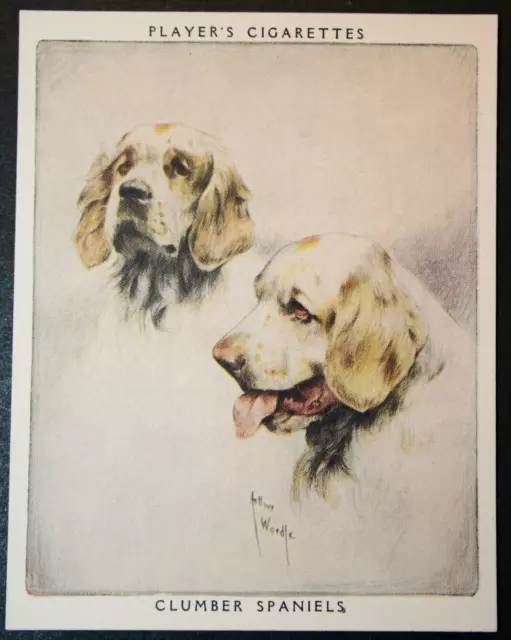 CLUMBER SPANIEL   Vintage Twin Portrait Card  CD14MS