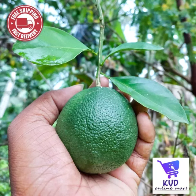Green Orange Sweet Orange Exotic Tropical Rare Fruit Garden Plant 10+Seeds