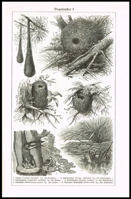 Types of Bird Nests Designs, Antique German 2-Sided Print - Meyers 1930