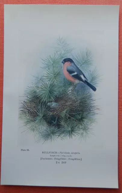 Gimpel Pyrrhula Bullfinch Dompfaff FARBDRUCK 1910 Nest Eier Ornithologie