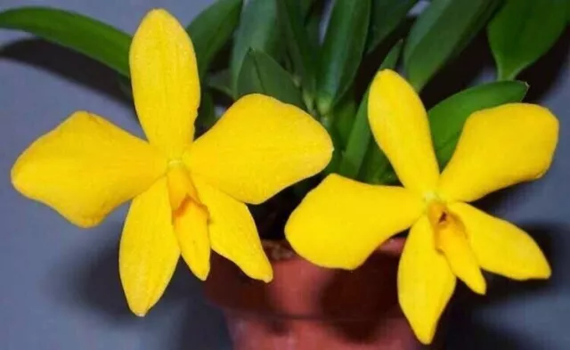 Orchid Species Sophronitis coccinea aurea Bloom Size Miniature