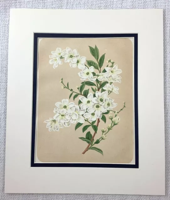 1877 Antiguo Botánico Estampado Perla Bush Blanco Flores Victoriano