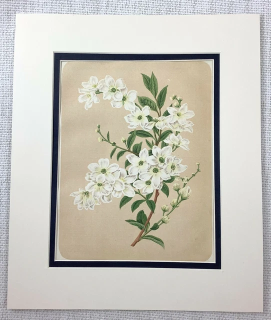 1877 Antiguo Botánico Estampado Perla Bush Blanco Flores Victoriano