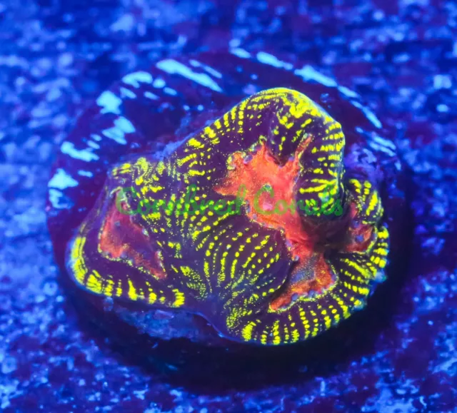 Cornbred's Vitality Maze Brain - WYSIWYG - Frag - LIVE CORAL