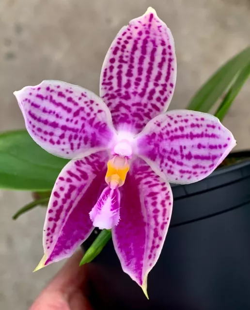 Phalaenopsis violacea Pixie Hybride blühende Pflanze Duft Orchidee Orchideen