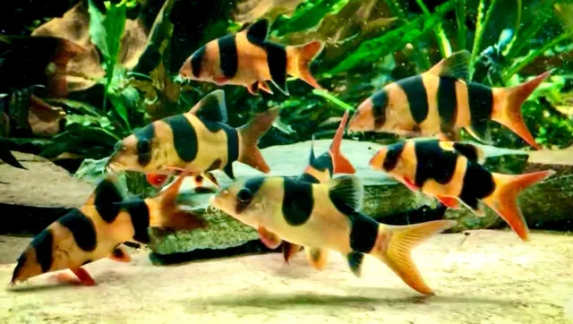 Clown Loach / Chromobotia macracanthus (100 Count) - Live Freshwater Fish