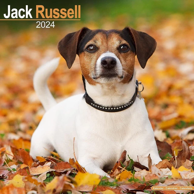 JACK RUSSELL CALENDAR 2024 Square Dog Breed Wall Calendar 16 Month
