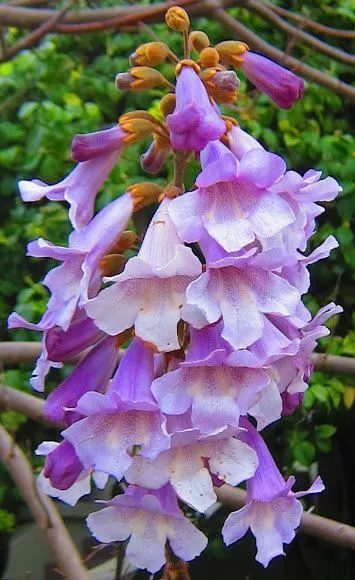 100 X Princess Tree Seeds,Empress Tree Paulownia Hardy Landscape Garden Feature 3