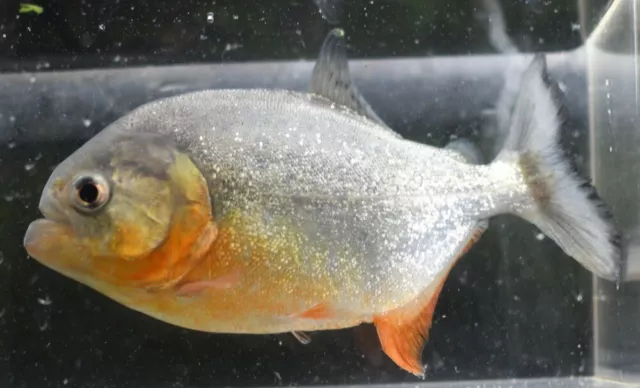 3 Red Belly Piranha Fry Babies Live Freshwater Aquarium Fish