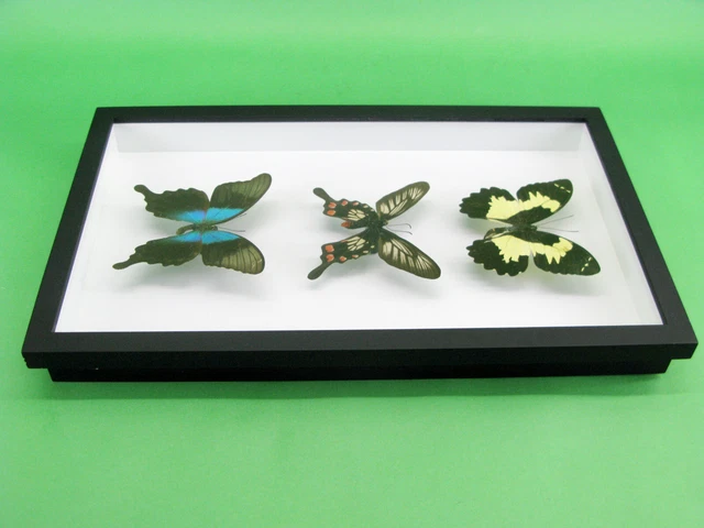 3 real beautiful and huge butterflies in the XXl showcase - single piece - 26 9