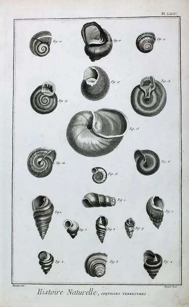 Muschel Snail Shell Meeres-Schnecke Haus Spirale Coquille d'Escargot Ozean