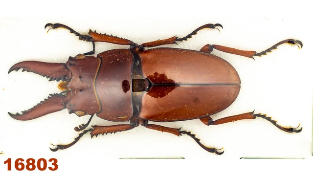 Lucanidae: Prosopocoilus sp.   A1, 33 mm , 1 pc