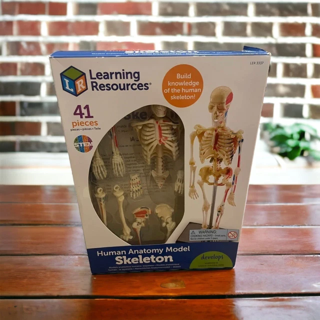 LEARNING RESOURCES HUMAN Anatomy Model Skeleton 41 Pc Model with Stand