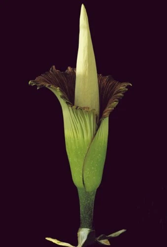 Botanica Magnifica Portraits of the World's Most Extraordinary Flowers and Pl... 6