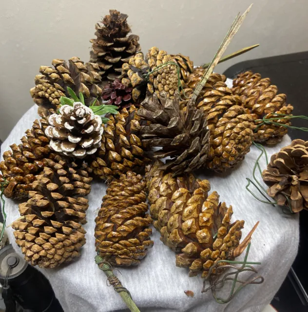 MCM Pine Cones  Box of 15 Crafts Wreaths Decor Glazed Wires Sticks