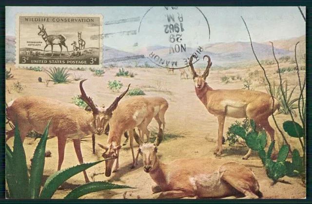 USA MK 1962 FAUNA ANTILOPE ANTELOPE MAXIMUMKARTE CARTE MAXIMUM CARD MC CM d2859