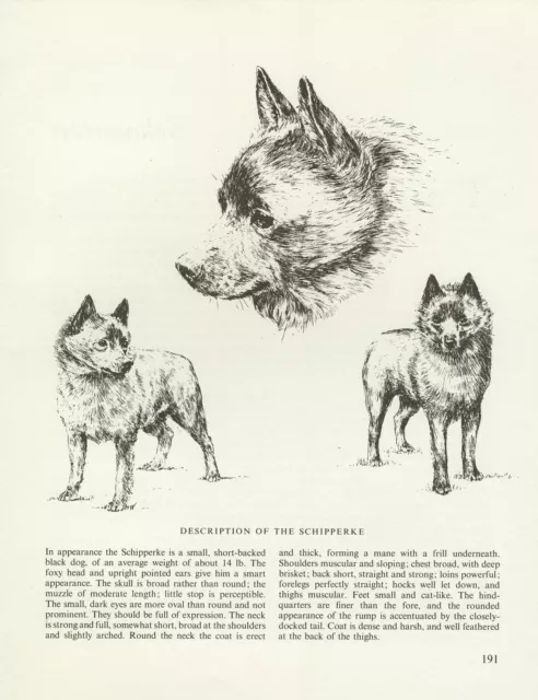 Schipperke Vintage Dog Print Sketch Page Artist Bridget Olerenshaw