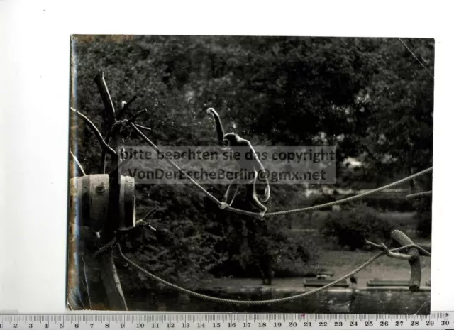 ORIGINAL PRESSEFOTO: DIOGENES des TIERREICHS GIBBONS BALANCE AKT im KÖLNER ZOO