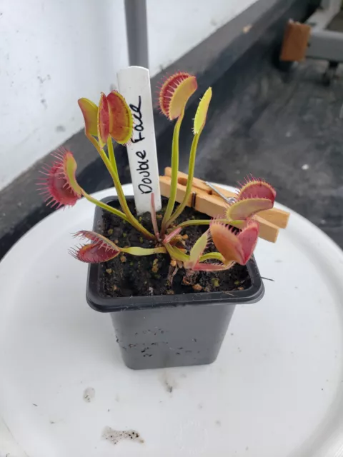 Venus Fly Trap Double Face Dionaea Muscipula Rare