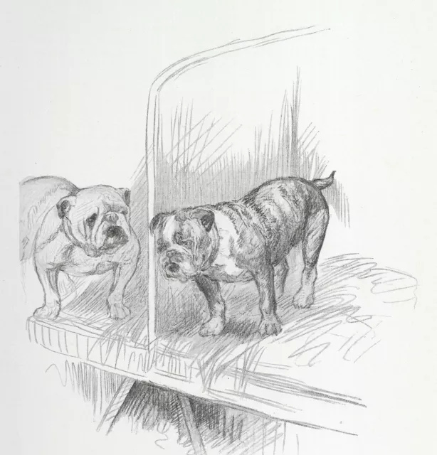 English Bulldog "Twins" - Vintage Dog Art Print - 1938 KF Barker DD