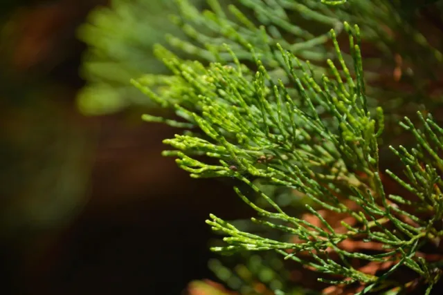 Black Cypress Pine (Callitris endlicheri) 50 Seeds 2