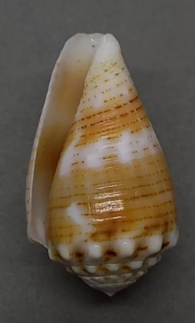 SEA SHELL Conus (Virroconus) miliaris pascuensis 25.1 mm. ENDEMIC, EASTER ISLAND