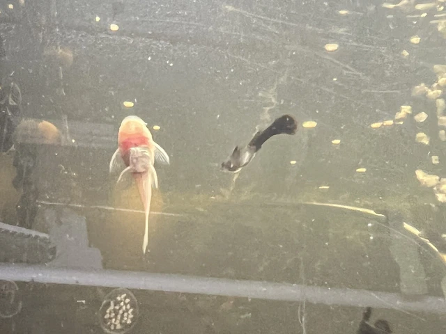 2 Albino BRISTLE-NOSE PLECO .75-1.5 inch Fish