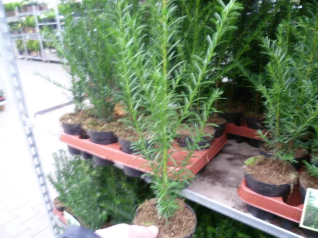 Grünlandstaudenhof  Gemeine Eibe (Taxus baccata)Topfware 20-30 cm