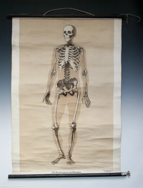 ALTE Schulwandkarte Das Knochengerüst des Menschen...wohl um 1950