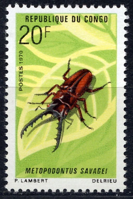 Kongo,Käfer 3
