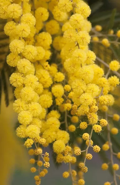 30 Golden Mimosa Tree Seeds for Planting Acacia baileyana