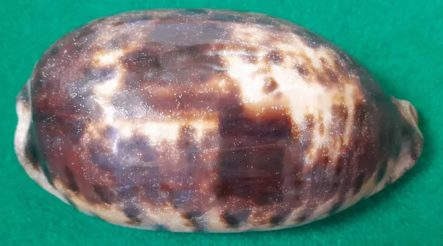 Cypraea Testudinaria Gigante 10.5cm Madagascar Stile Bizzarro Weird Pattern 3